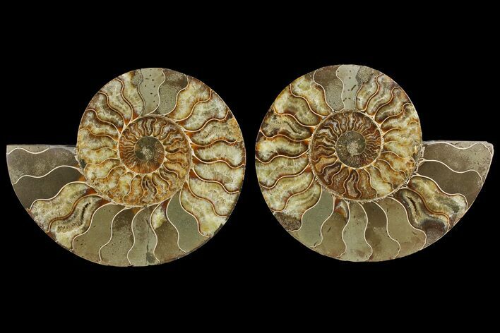 Bargain, Cut & Polished Ammonite Fossil - Madagascar #148066